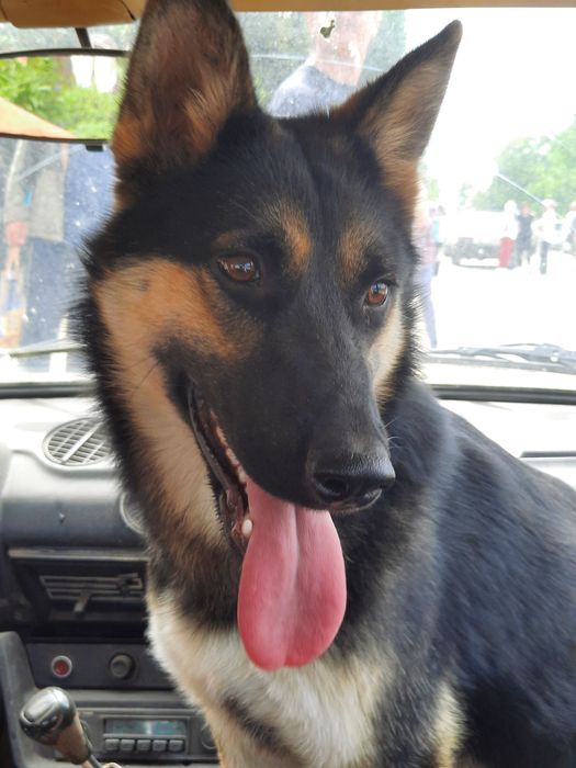 Отдам бесплатно немецкую овчарку