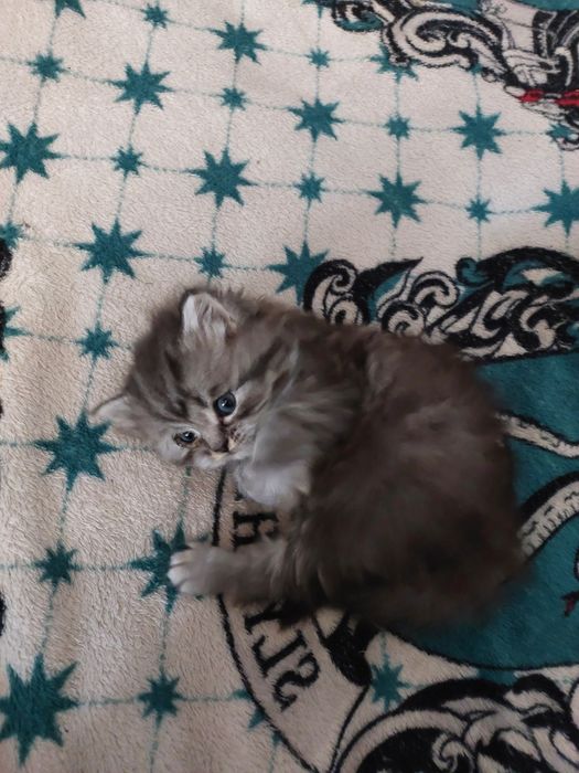 Кошенята шукають дім.