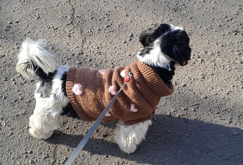 В'язаний светр для песека або котика