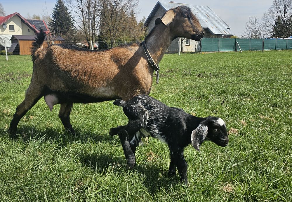 Kozy anglonubijskie/koziołki
