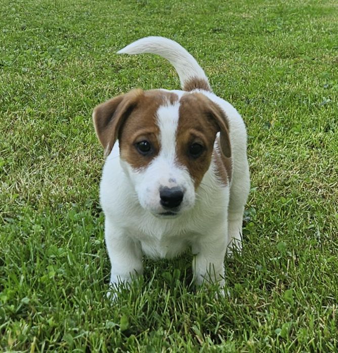 Piekny piesek jack russell terrier ZKwP