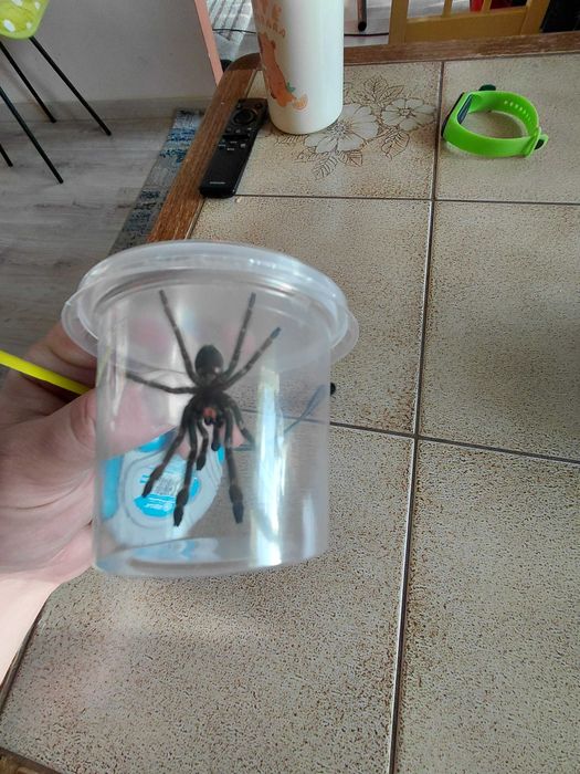 Ptasznik Psalmopoeus cambridgei