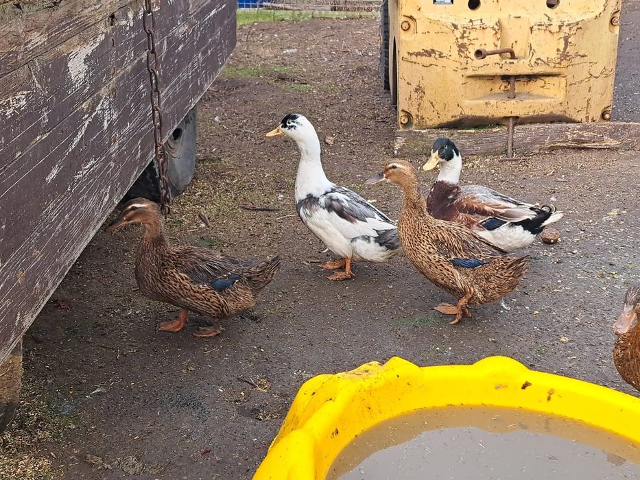 Sprzedam jajka kacze lęgowe kaczki staropolskie wi