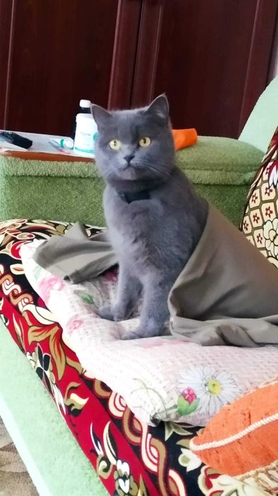 Кошенята аристократи шукають господарів
