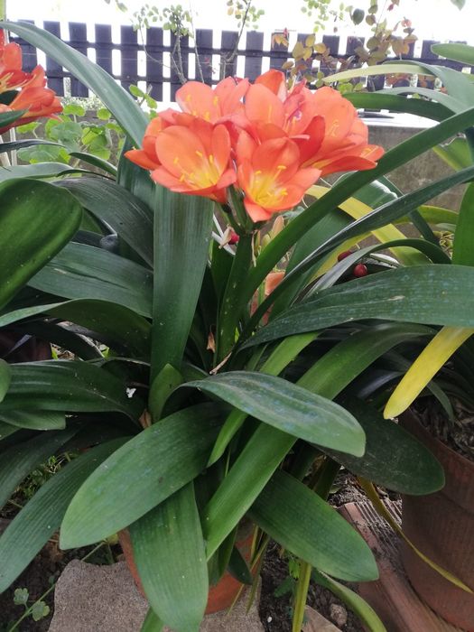Vendo pés de clivia