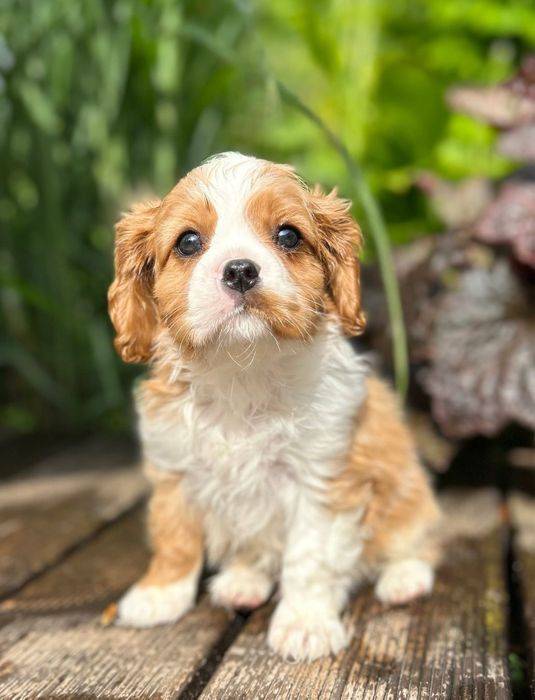 Cavalier King Charles Spaniel Szczeniak