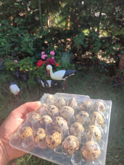 Jajka przepiórki japońskiej 18 sztuk