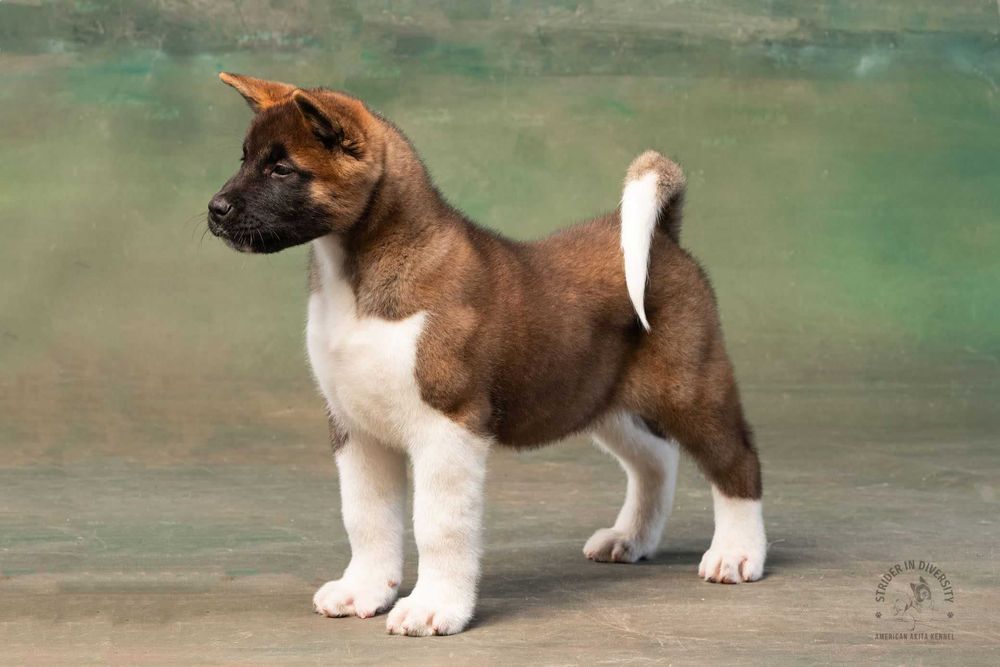 Акіта від чемпіонів