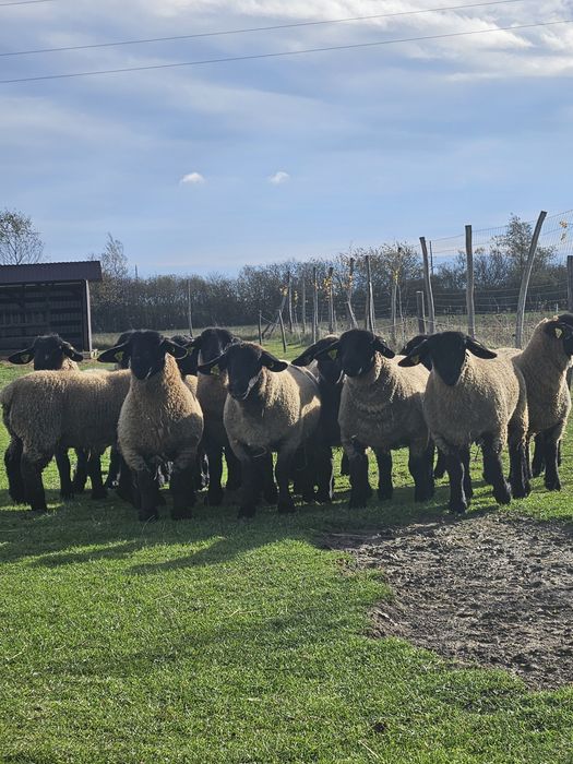 Суффолк- Саффолки