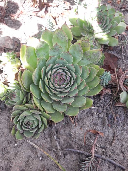 Rojnik murowy sadzonki