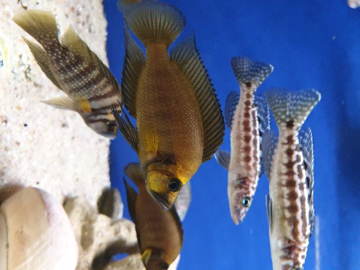 Rybki Altolamprologus Compress. Gold Head F1 ,,Tanganika koło'