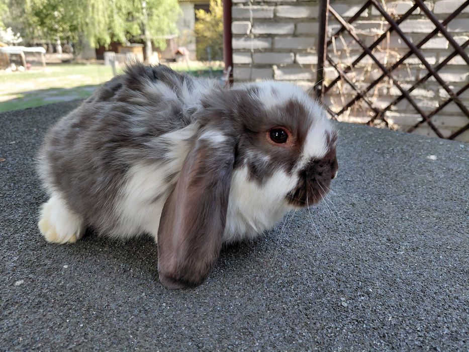 Baran francuski srokacz hawana