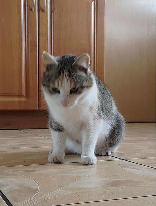 Adopcja kotków! PILNIE