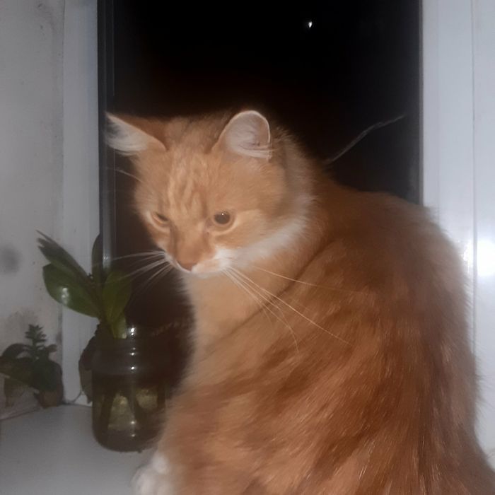 Віддам в добрі руки