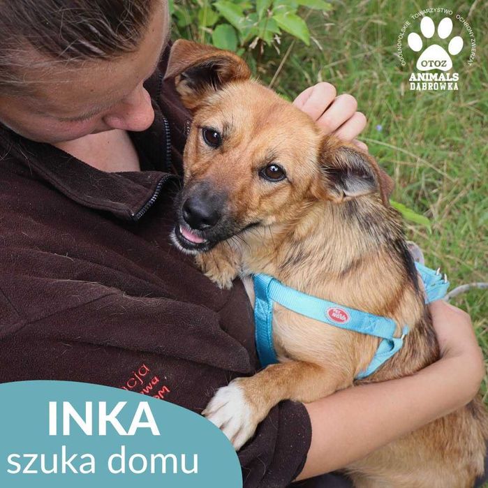 Inka szuka domu!