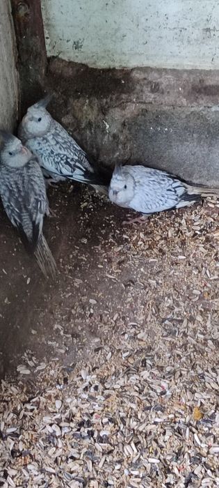 Aves caturras e agroponis