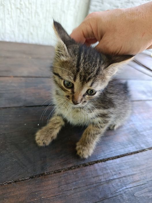 Кошеня 1.6 місяця