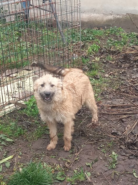 Лілу шукає родину