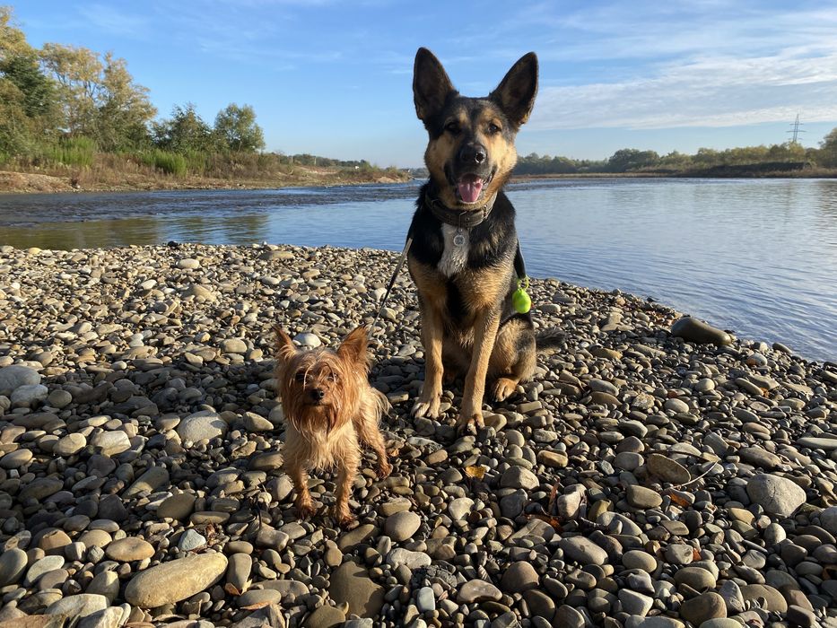 Перетримка собак