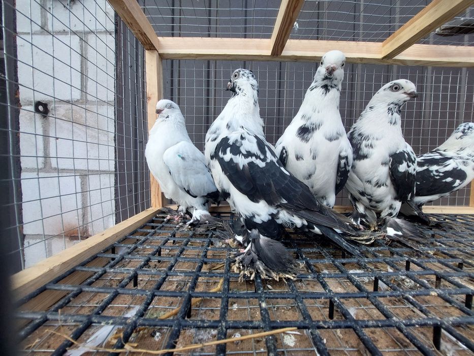 Gołębie. Widyny czarne