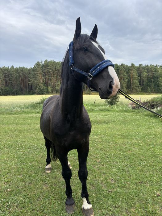 Piękny Kary ogier