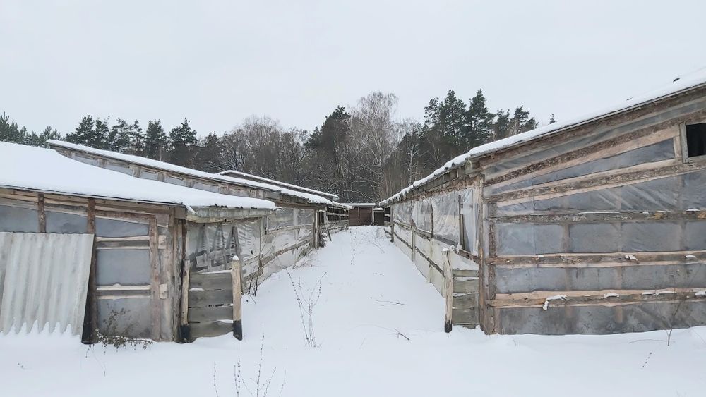 Продам  свиноферму у ліса +10 Га землі,  20 км від Чернігова.