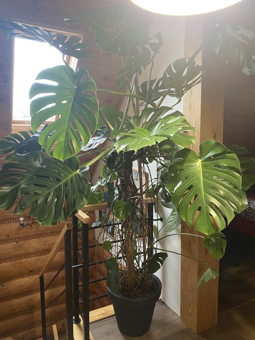 Monstera ponad 2 metry