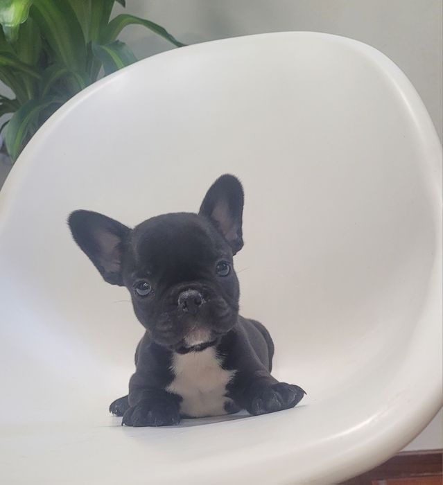 Bulldog francês bebé
