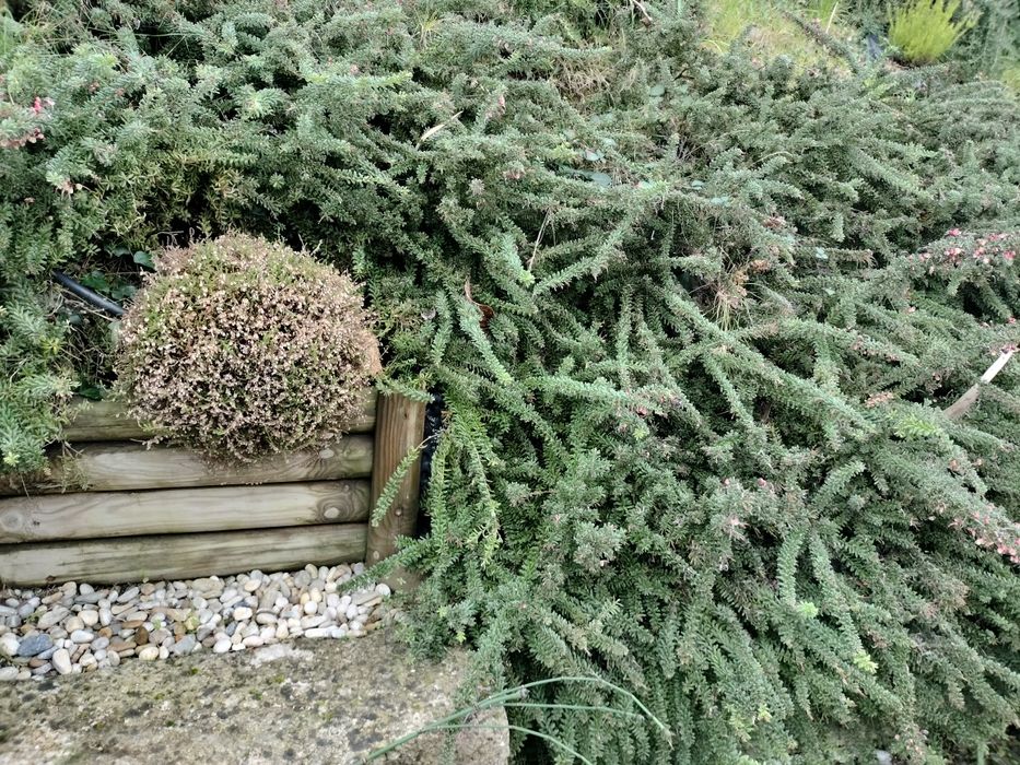 Plantas de cobertura Festuca, Erica e Grevilia