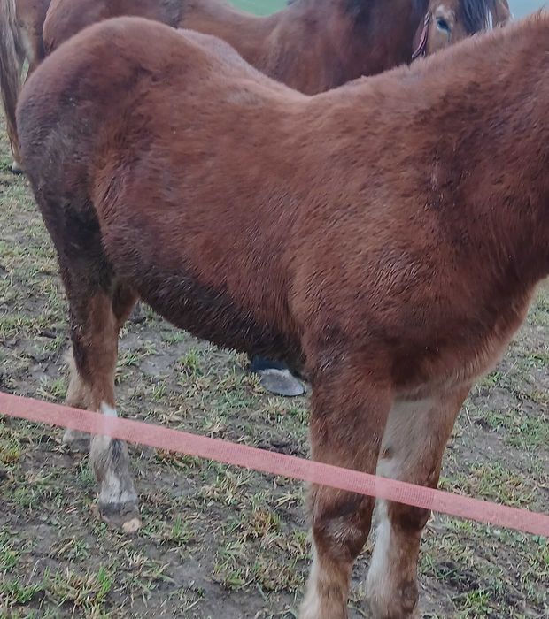 Klacz 7 miesięcy  kasztanka