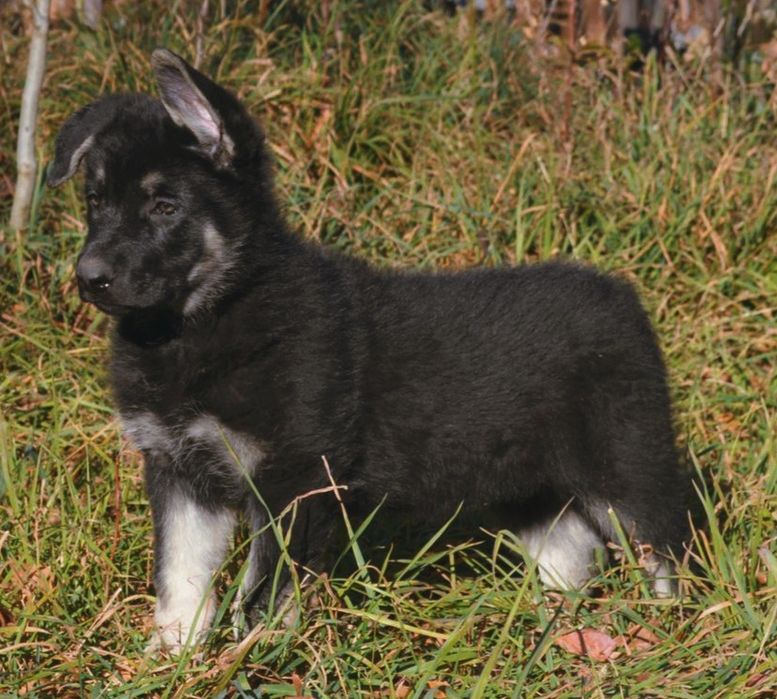 Питомник"DOLINA GREZ" предлагает щенков восточно-европейской овчарки