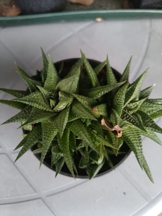 Haworthia limifolia