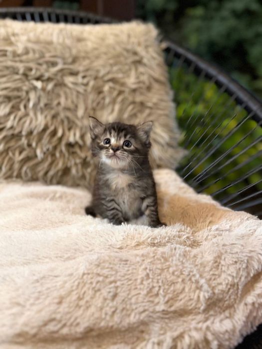 Котята котенок кошка кот