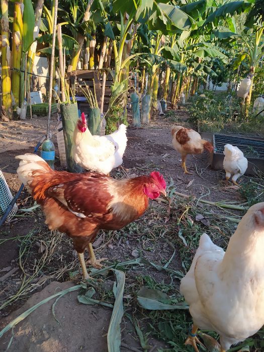 Galos  galinhas Caseiros, Criado Ar Livre