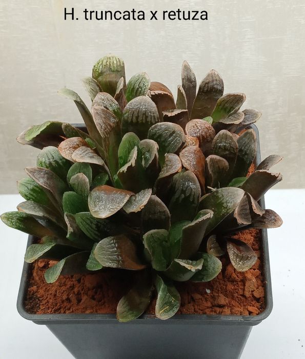 Хавортия (Haworthia  Chocolate)