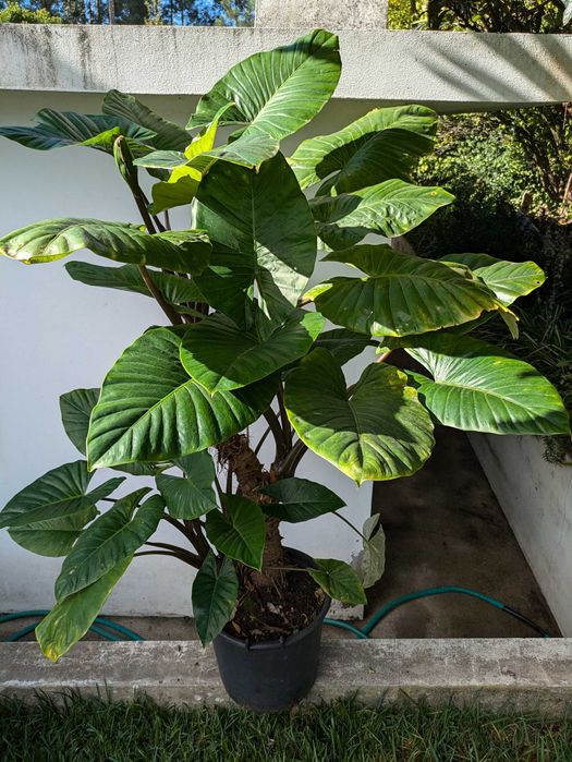 Alocasia gigante