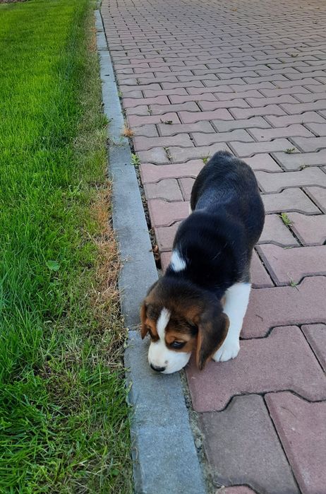 Beagle  super szczeniak