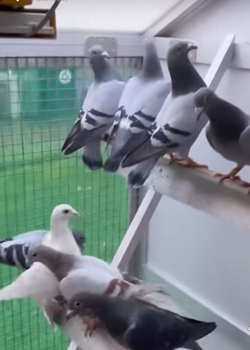 Pocztowe adeno chudnięcie kręciek adeno