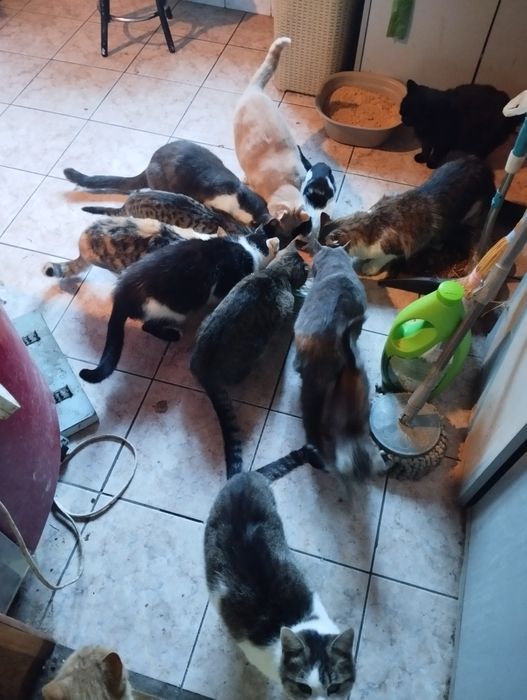 Прийму в дар для притулку з котиками .