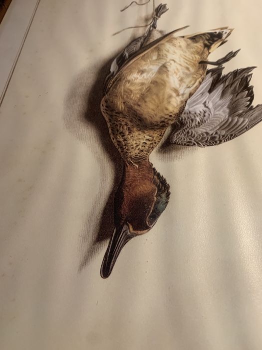 3 quadros com motivos de patos  selvagens com moldura em excelente de