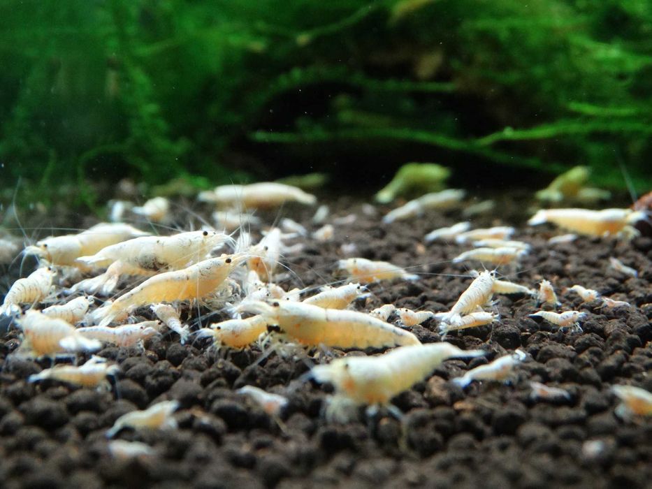 Krewetki Caridina PWL Pure White Line ZAMIANA GRATIS PROMOCJA