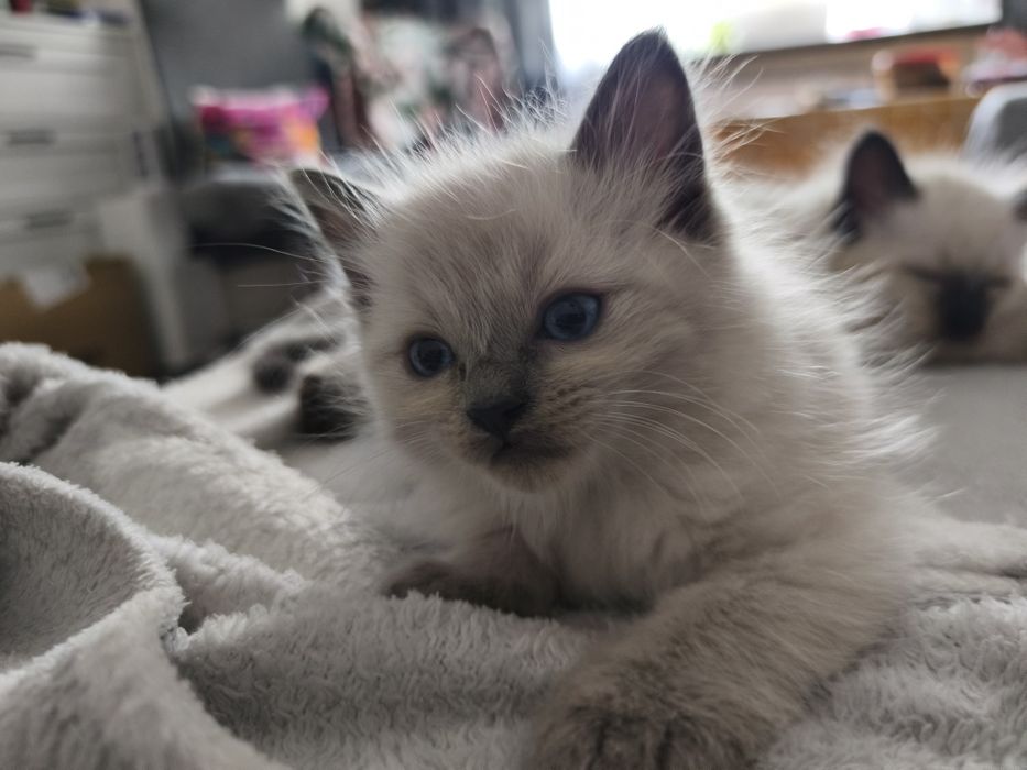 Kociaki kot kotka Ragdoll