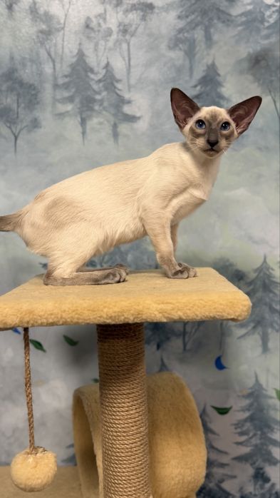 Siamese, сіамський кіт Jazz