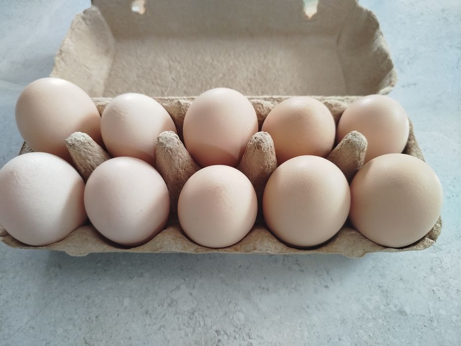 Jajka wiejskie swieze