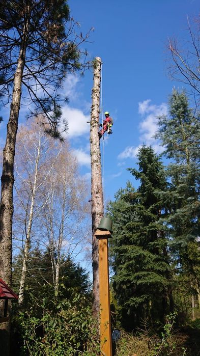Wycinka,pielęgnacja,drzew,frezowanie,usuwanie karp,rębak,podnośnik