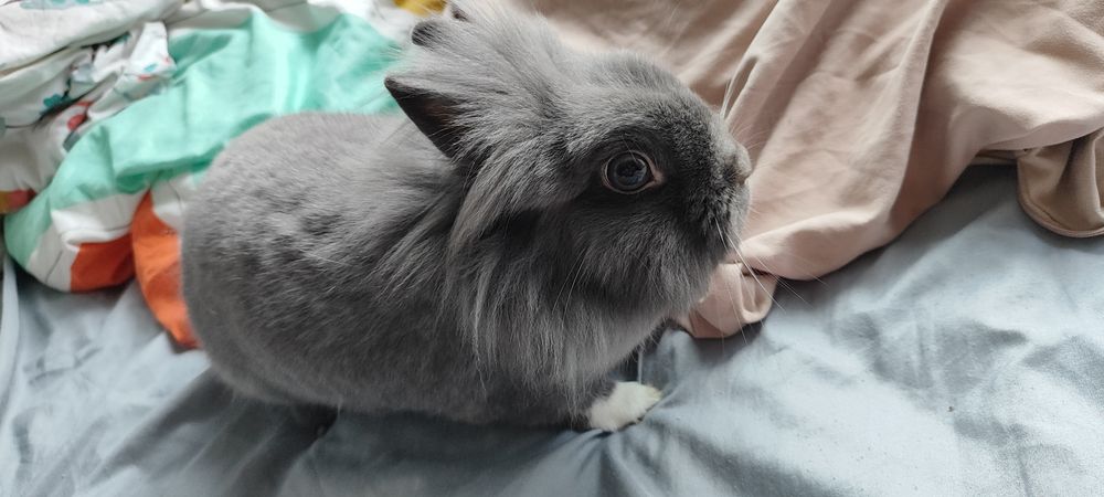 Oddam kroliczka za darmo .