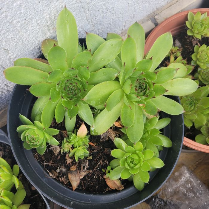 Rojniki kwiat ogrodowy