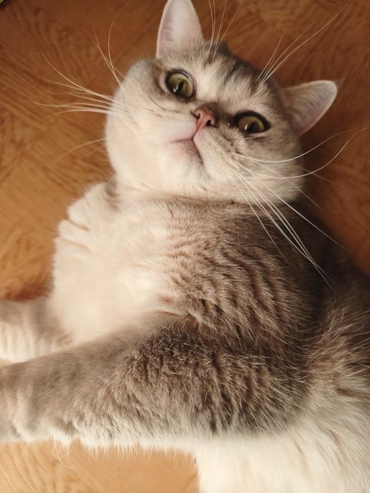 Шотландский котик