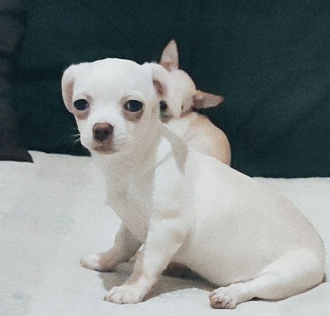 Красотка чихуахуа, стандарт