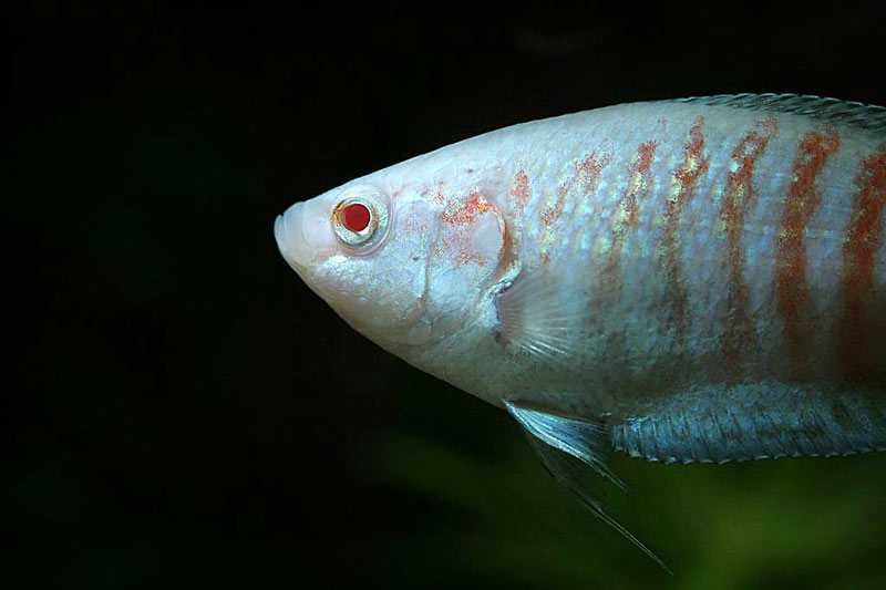 MISIEKZOO Labiryntowe - Wielkopłetw Wspaniały Albino